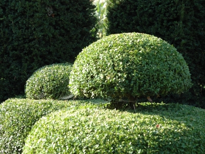 Buxus sempervirens